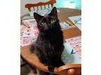 Adopt Spicy a Domestic Long Hair