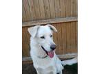 Adopt Biscuit a Great Pyrenees