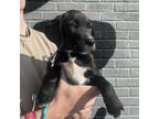 Adopt Poppy a Black Labrador Retriever