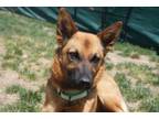 Adopt Princess Atta a German Shepherd Dog, Mixed Breed
