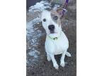Adopt DAISY a American Staffordshire Terrier