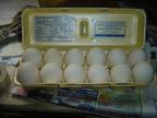 Duck Eggs