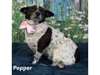 Adopt Pepper a Cattle Dog, Afg