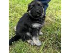 Adopt Burgess a German Shepherd Dog