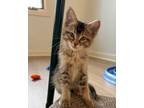Adopt Daisy - In Foster Home a Domestic Short Hair