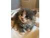 Adopt Violet a Domestic Long H