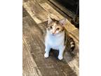 Adopt Missy a Dilute Calico