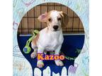 Adopt Kazoo a Beagle, Labrador Retriever