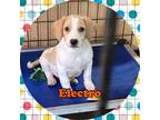 Adopt Electro a Beagle, Labrador Retriever