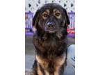 Adopt LATER HOSEN a Leonberger, German Shepherd Dog