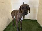 Adopt TRUCK a Great Dane, Mixed Breed
