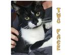 Adopt TWO FACE a Tabby