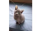 Adopt Janis's gray kitten a Russian Blue, American Shorthair
