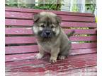Chow Chow PUPPY FOR SALE ADN-612055 - CKC CHOW PUPPY