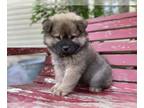 Chow Chow PUPPY FOR SALE ADN-612057 - CKC CHOW PUPPY