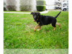German Shepherd Dog PUPPY FOR SALE ADN-612118 - GERMAN SHEPHERD PUPPY