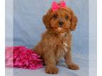 Cavapoo PUPPY FOR SALE ADN-611848 - Penny