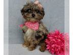 Aussiedoodle Miniature PUPPY FOR SALE ADN-612227 - Moxie