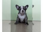 French Bulldog PUPPY FOR SALE ADN-611944 - French Bulldog Puppies
