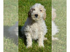 Poodle (Standard) PUPPY FOR SALE ADN-611715 - AKC Moyen Apricot and White Poodle