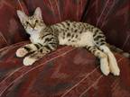 Adopt Shawn YOUNG MALE a Domestic Short Hair, Tabby