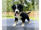 Aussiedoodle PUPPY FOR SALE ADN-611987 - Aussiedoodle Puppies