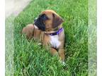 Boxer PUPPY FOR SALE ADN-612036 - Akc registered purebred boxer puppies