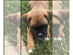 Boxer PUPPY FOR SALE ADN-612053 - Akc registered purebred boxer puppies