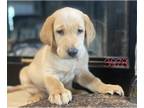 Labrador Retriever PUPPY FOR SALE ADN-612073 - Fox Red Yellow Labrador