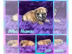 English Bulldog PUPPY FOR SALE ADN-611947 - AKC English Bulldog Puppies