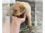 Labrador Retriever PUPPY FOR SALE ADN-611934 - AKC Registered Lab Puppies