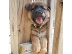 Adopt Voight a German Shepherd Dog