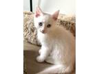 Adopt Olaf - In Foster Home a Siamese
