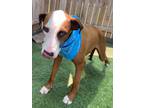 Adopt Rufus a American Staffordshire Terrier