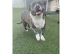 Adopt Blue a Pit Bull Terrier, American Bully