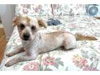 Adopt Jean-Luc a Poodle, Border Terrier