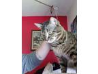 Adopt George (m) 1yrs old a Tabby, Domestic Short Hair