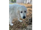 Adopt Pippa a Great Pyrenees / Mixed dog in Lincoln, NE (38202005)