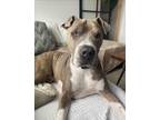 Adopt Junior a Brindle American Pit Bull Terrier / Great Dane / Mixed dog in