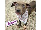 Adopt Honey a Gray/Blue/Silver/Salt & Pepper Boxer / Mixed dog in Louisville