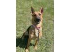 Adopt Otti a German Shepherd Dog / Mixed dog in Grand Forks, ND (38199592)