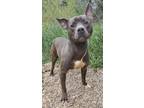 Adopt Tyson (5758) a Gray/Blue/Silver/Salt & Pepper Pit Bull Terrier / Mixed dog
