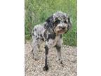 Adopt Misty (5799) a Merle Poodle (Miniature) / Mixed dog in Lake City