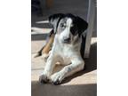 Adopt Bobby a Tricolor (Tan/Brown & Black & White) Bluetick Coonhound / Greater