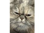 Adopt JoJo a Gray, Blue or Silver Tabby Persian / Mixed (long coat) cat in