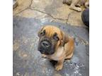 Cane Corso Puppy for sale in Columbia, PA, USA