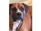 Adopt Tyson a Red/Golden/Orange/Chestnut Boxer / Mixed dog in Scottsdale