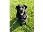 Adopt Kingston a Black German Shepherd Dog / Mixed dog in Clinton, PA (38199303)