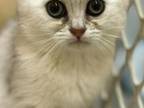 Scottish Fold White Kittens