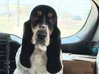 Adopt Dolly a Basset Hound / Mixed dog in Salt Lake City, UT (38199144)